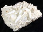 Fossil Gastropod (Haustator) Cluster - Damery, France #22044-2